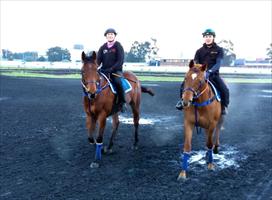 2yo Colts Magic Albert x Eye For Fun (Mossfun) and Snitzel x MonteRossa (Snitzerland)