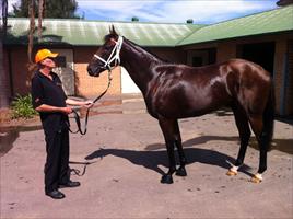 All Too Hard after his Rosehill win