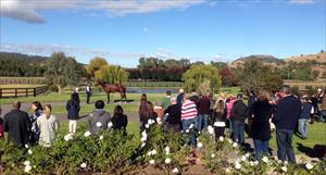 All Too Hard at the Vinery Stud Stallion Parade