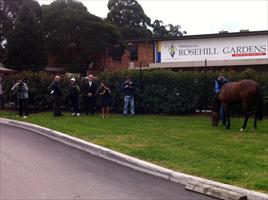 All Too Hard having a pick of grass in front of the media