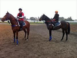 Casino Prince x Helsinge colt ( L ) and Nadeem x Heart Set colt at Trackwork