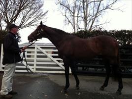 Champion sire 'Zabeel'