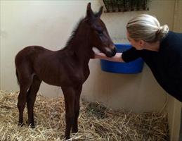 Clare playing with a beautiful 2 day old AllTooHard foal @VineryStud