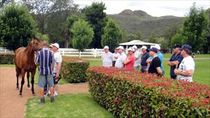 Stallion parade at Widden Stud