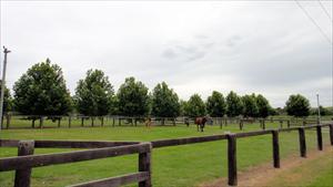 Coolmore day yards