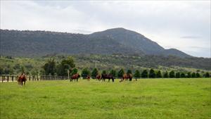 Coolmore Stud mares and foals