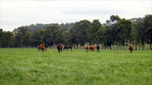 The lush Coolmore paddocks