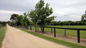 Treelined paddocks