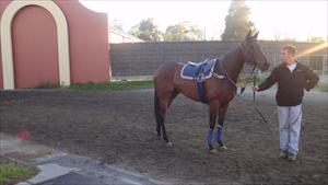 Helena Girl ready for trackwork