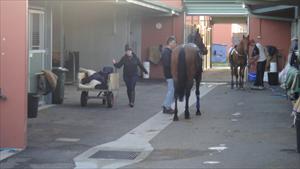 Regular morning at the stables