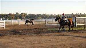 Horses about to be worked at Flemington