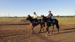 Colts returning after trackwork