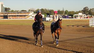 Fillies enjoying the morning sunshine