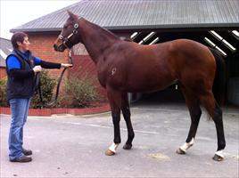 Darci Brahma x Nataliewood colt