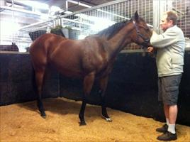 David casting his eye over his Fastnet Rock filly...