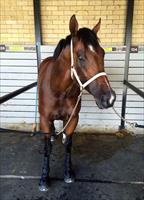 Deep Field after breaking the track record @atc_races Canterbury Outstanding effort at 3rd start #machine