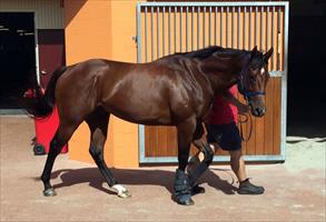 Deep Field back into the stables @rosehillgardens looking Awesome !!!