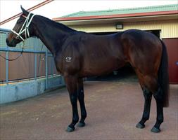 Emaratee looking good at Rosehill