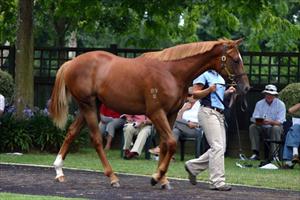 Encosta De Lago colt at the Windsor Parade