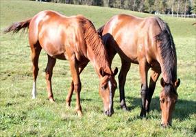 Entirely Platinum and Leebaz as yearlings in the paddock at Windsor Park Stud