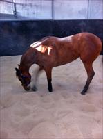 Fastnet Rock/Legally Bay filly having a roll in the sand