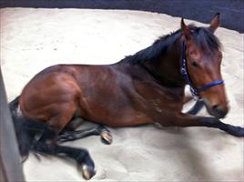 Foranotherday having a roll in the sand at Flemington