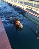 Golden Slipper winner Mossfun enjoying her swim Has returned in fantastic order