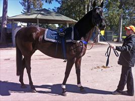 Happy Zero at Warwick Farm trials