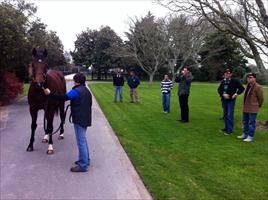 Hawkes Racing tour at The Oaks Stud  looking at Maluckyday's brother Darci Brahma x Natalie Wood colt