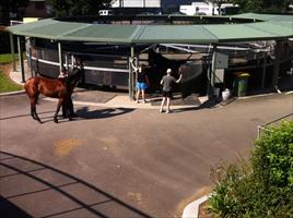 Horses walking in the afternoon