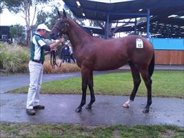 Melbourne Premier Sales 2011 Lot 13 Fastnet Rock x Gypsy Princess colt