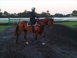 Glenstal Abbey at morning trackwork