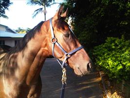 Stratford enjoying the Gold Coast sunshine after his win