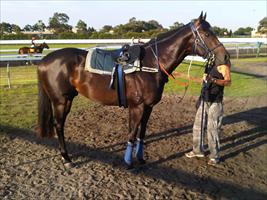 Torino at trackwork