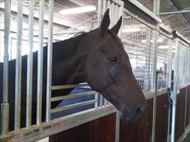 Maluckyday at the rosehill stables