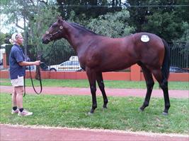 Inglis Classic sale Lot 183 Fastnet Rock - Razzia colt