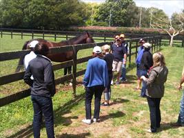 Falkirk at Windsor Park Stud