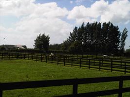 Windsor park paddocks