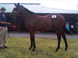 Karaka 2011 Lot 69 Pentire x Special Jade colt