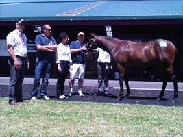 Karaka 2011 Lot 332 Fasnet Rock x Gialisa filly