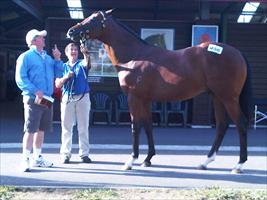 Karaka 2011 Lot 456 Darci Brahma x Natalie Wood colt (Maluckyday's brother) You're the one, says John Hawkes