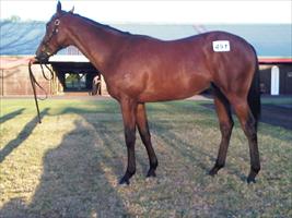 Karaka 2011 Lot 491 Zabeel x Polish Princess colt