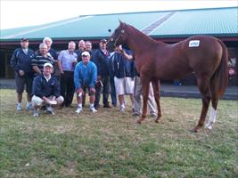 Karaka 2011 Lot 490 Pentire x Foxy Blonde colt 'Group of very happy clients'