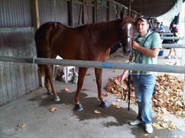 Segii with Aneto at Warwick Farm trials