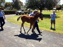 Inspecting foals