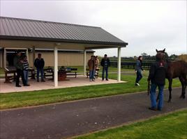 Inspecting yearlings at Hanui Farm