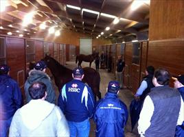 Inspecting yearlings inside Winsor Park Stud's yearling barn