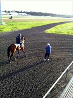 John at Flemington looking over All Too Hard