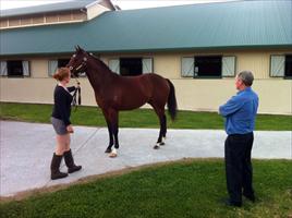 John at Limitless Lodge looking at the Darci Brahma x Natalie Wood colt