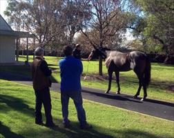 John with Chris Barham looking at Champion Colt Pierro